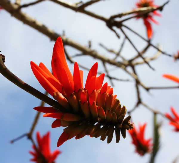 Coral tree bloem — Stockfoto