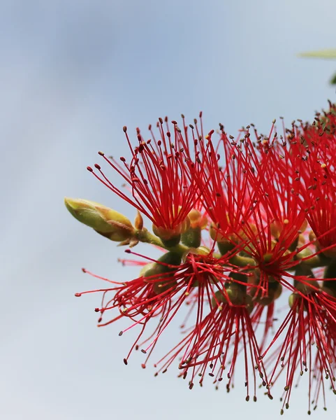 Bottlebrush Tree Flower — Stock Photo, Image