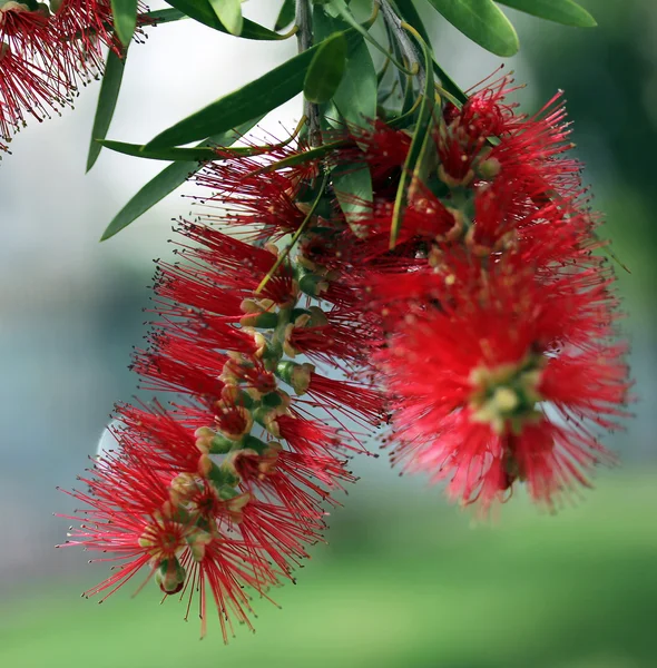 ブラシノキ木の花 — ストック写真