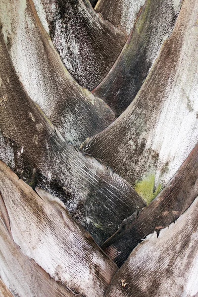 Palm кора — стокове фото