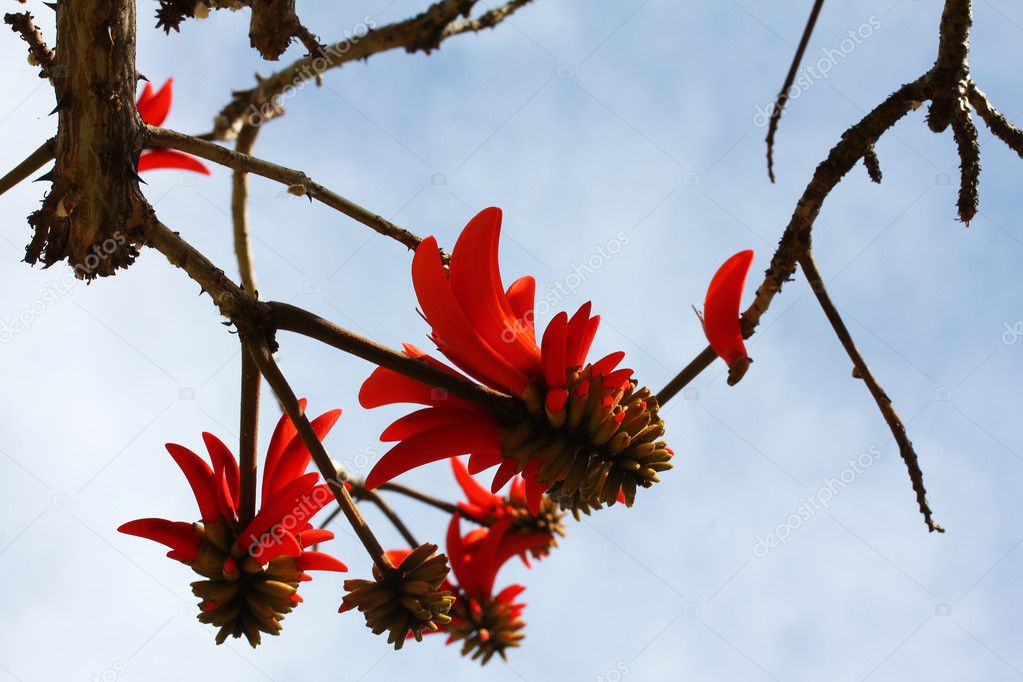 Coral tree flower