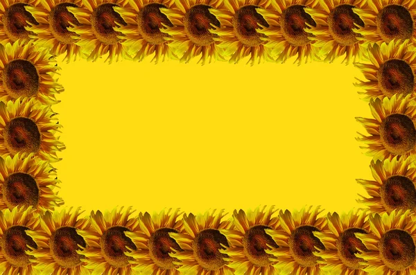 Cornice girasoli — Foto Stock