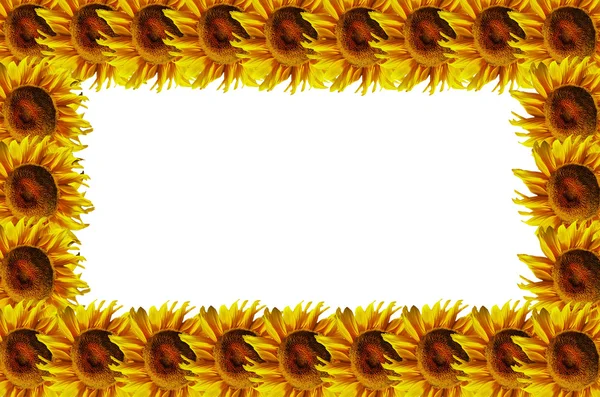 Rama słoneczniki — Zdjęcie stockowe