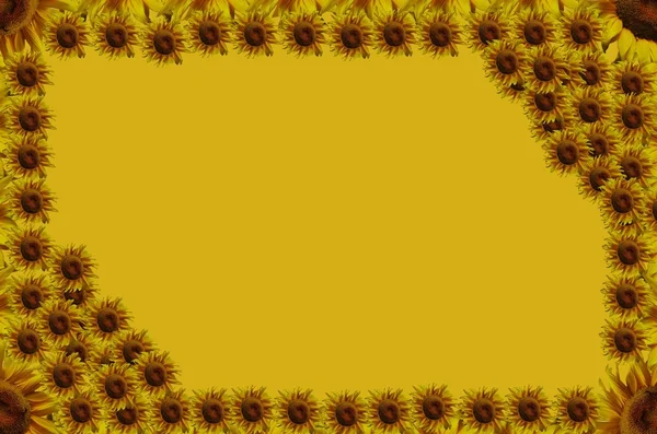 Slunečnice rám — Stock fotografie