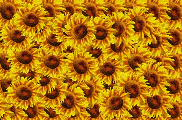 Suflowers background — Stock Photo, Image