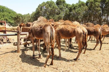camels clipart