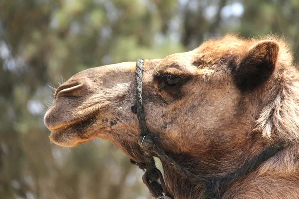 Portrait of a camel — Stock Photo, Image