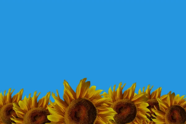 Słoneczniki na niebieskim tle — Zdjęcie stockowe