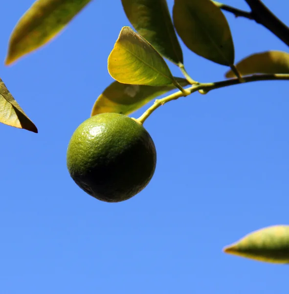 Αυξανόμενη πράσινο πορτοκαλί φρούτα στο δέντρο. επιλεκτική εστίαση. — Φωτογραφία Αρχείου