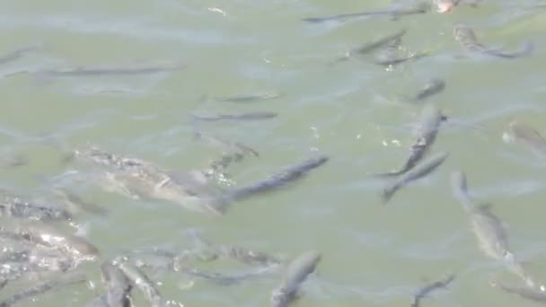 Peces en el agua de mar — Vídeos de Stock