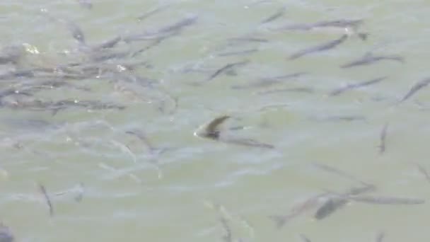 Fish in the sea water — Stock Video