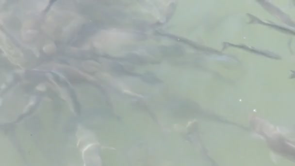 Peces en el agua de mar — Vídeo de stock