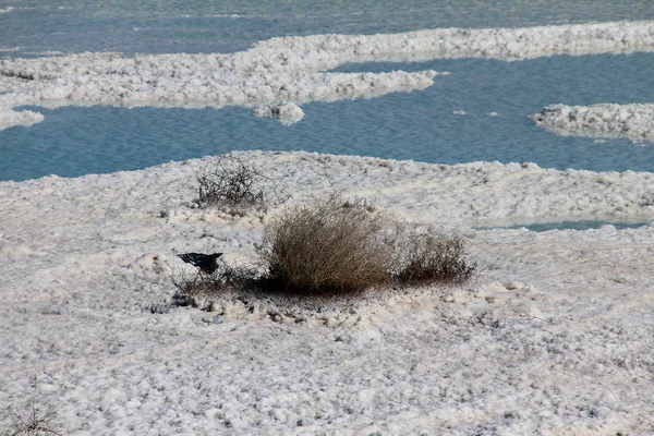 Withered Bush in Dead Sea — Stock Photo, Image