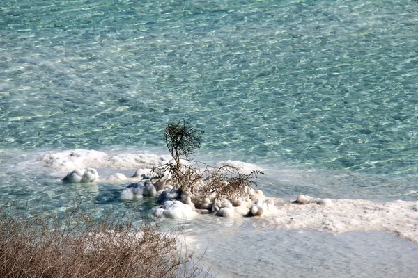 Arbusto murchado no Mar Morto — Fotografia de Stock