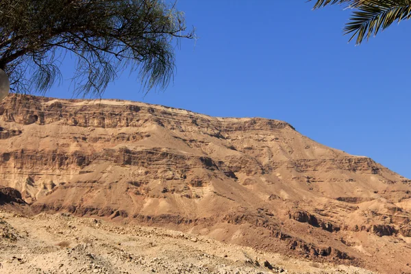 Desert — Stock Photo, Image