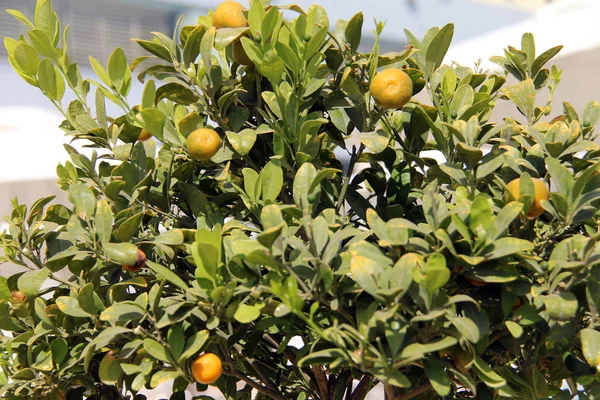 Tangerinas em crescimento — Fotografia de Stock