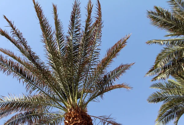 Palmiye ağaçları — Stok fotoğraf