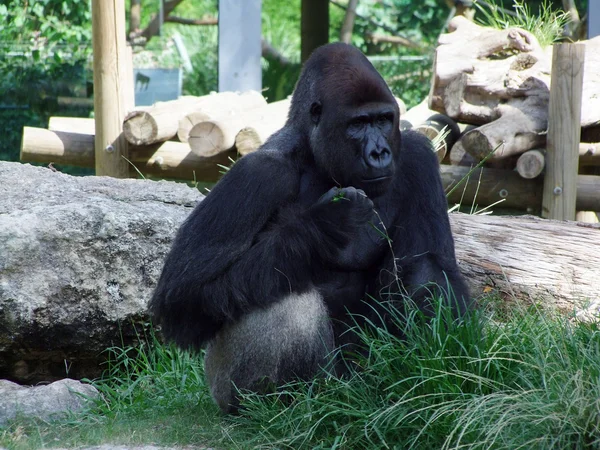 Old gorilla — Stock Photo, Image