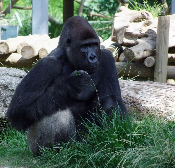 Old gorilla — Stock Photo, Image