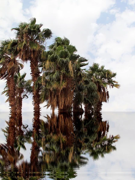 Abstracte palmbomen — Stockfoto