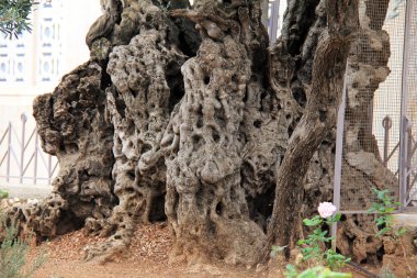 Getsemani'ye bahçesinde çok eski zeytin