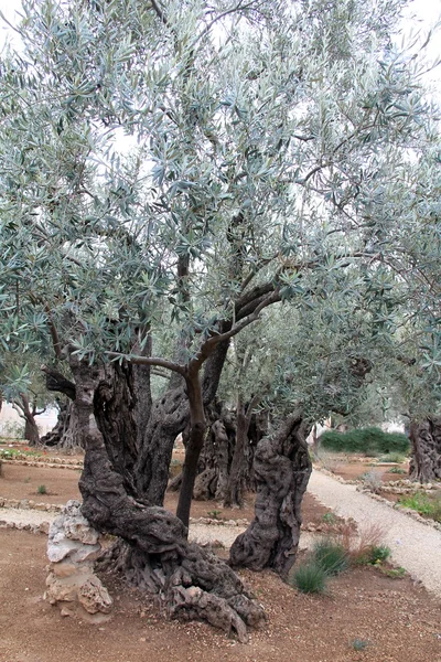 Azeitonas muito antigas no jardim do Getsêmani — Fotografia de Stock