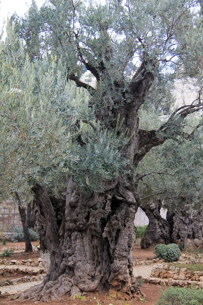 Hyvin vanhoja oliiveja Getsemanen puutarhassa — kuvapankkivalokuva