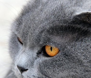 Gri kedi gözlü portresi