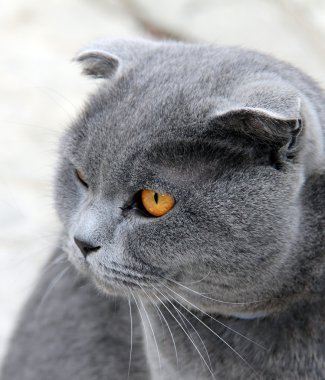 Gri kedi gözlü portresi