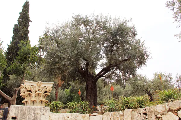 Sehr alte Oliven im Garten gethsemane — Stockfoto