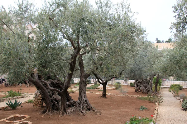 Very old olives in Gethsemane garden — Stock Photo, Image