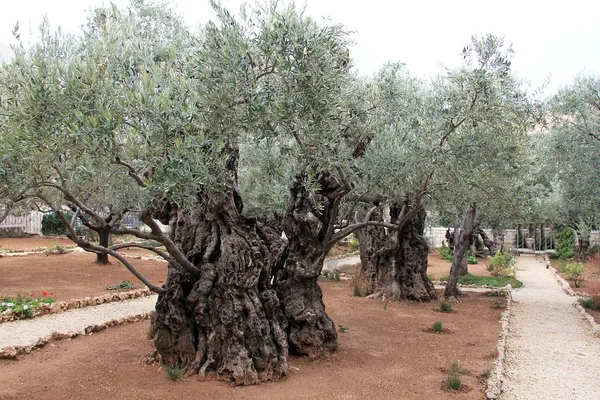 Aceitunas muy viejas en el jardín de Getsemaní — Foto de Stock
