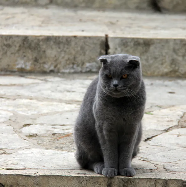 Portrait of a gray cat — Stock Photo, Image