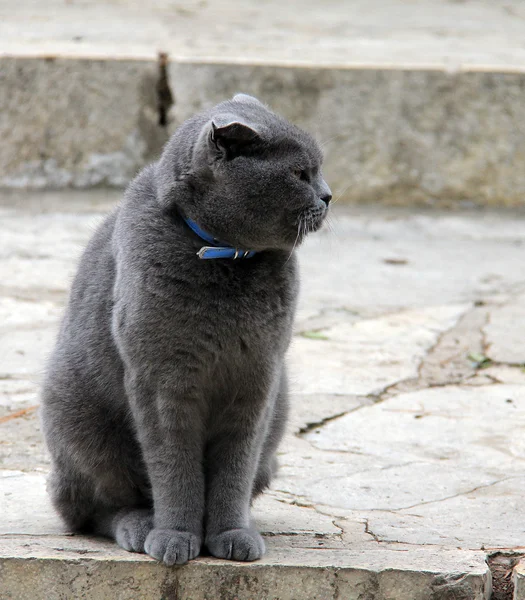 Portrait of a gray cat — Stock Photo, Image