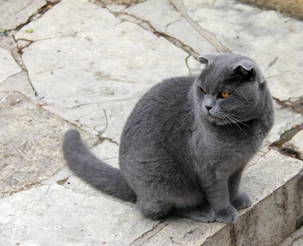 Ritratto di un gatto grigio — Foto Stock