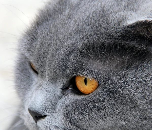 Portrait of a gray wide-eyed cat — Stock Photo, Image