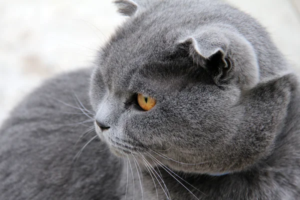 Portrait of a gray wide-eyed cat — Stock Photo, Image