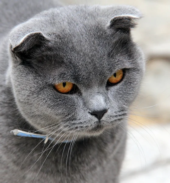 Portrait of a gray wide-eyed cat — Stock Photo, Image