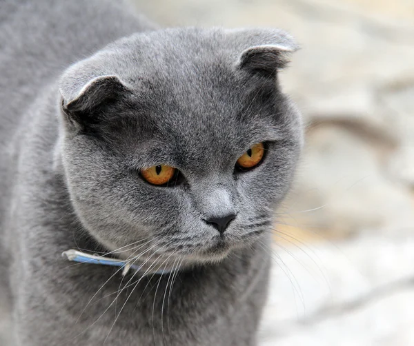 Portrait of a gray wide-eyed cat — Stock Photo, Image