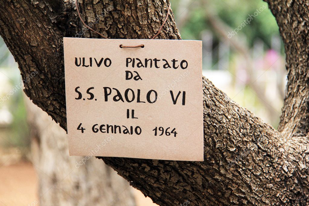 Very old olives in Gethsemane garden — Stock Photo © Flik47 38052999