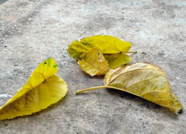 asfalt üzerinde sonbahar yaprakları