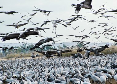hula Valley ortak Vinçler