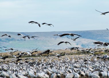 hula Valley ortak Vinçler