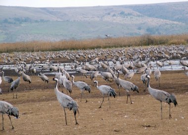 hula Valley ortak Vinçler