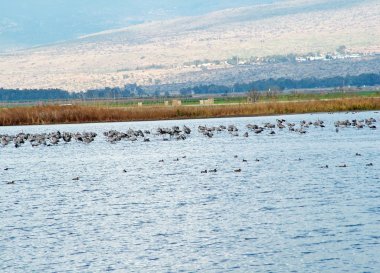 hula Valley ortak Vinçler
