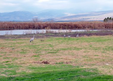 hula Valley ortak Vinçler