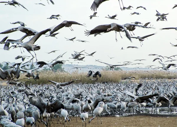 Guindastes comuns em Hula Valley — Fotografia de Stock