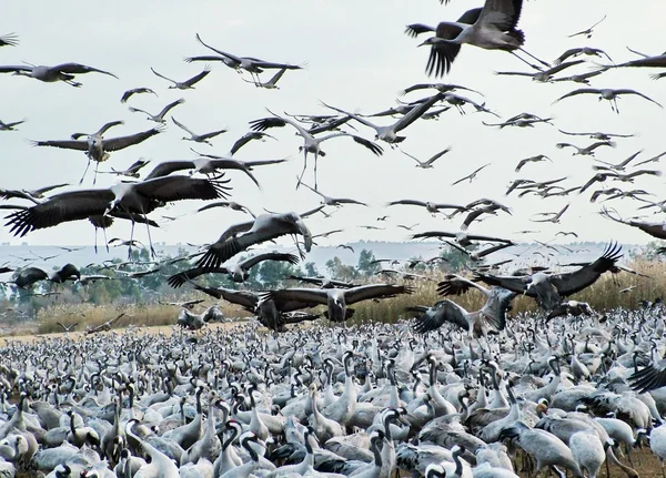 Grues communes à Hula Valley — Photo