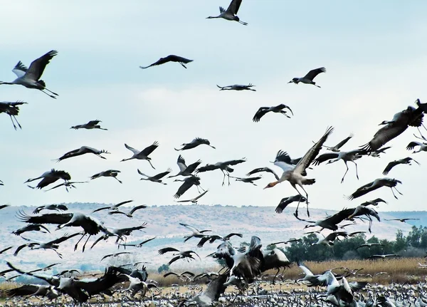 Guindastes comuns em Hula Valley — Fotografia de Stock