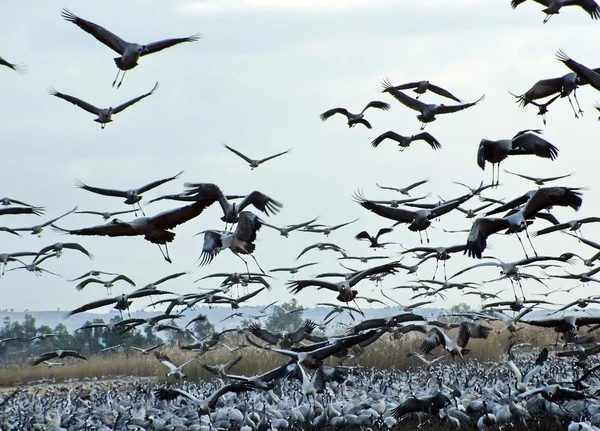 Tranor på hula valley — Stockfoto